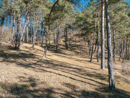 Free Tranquil view of a pine forest with shadows and dry grass in early spring. Stock Photo