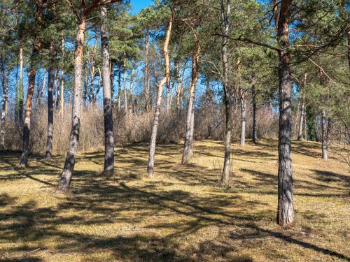 Free A tranquil sunlit forest with tall pine trees and shadows on bright grass. Stock Photo