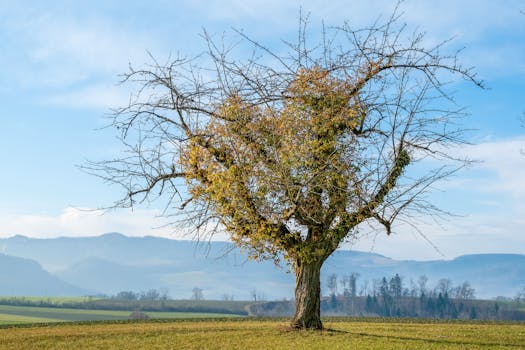 A solitary tree stands in a serene winter field with distant mountains under a clear sky.