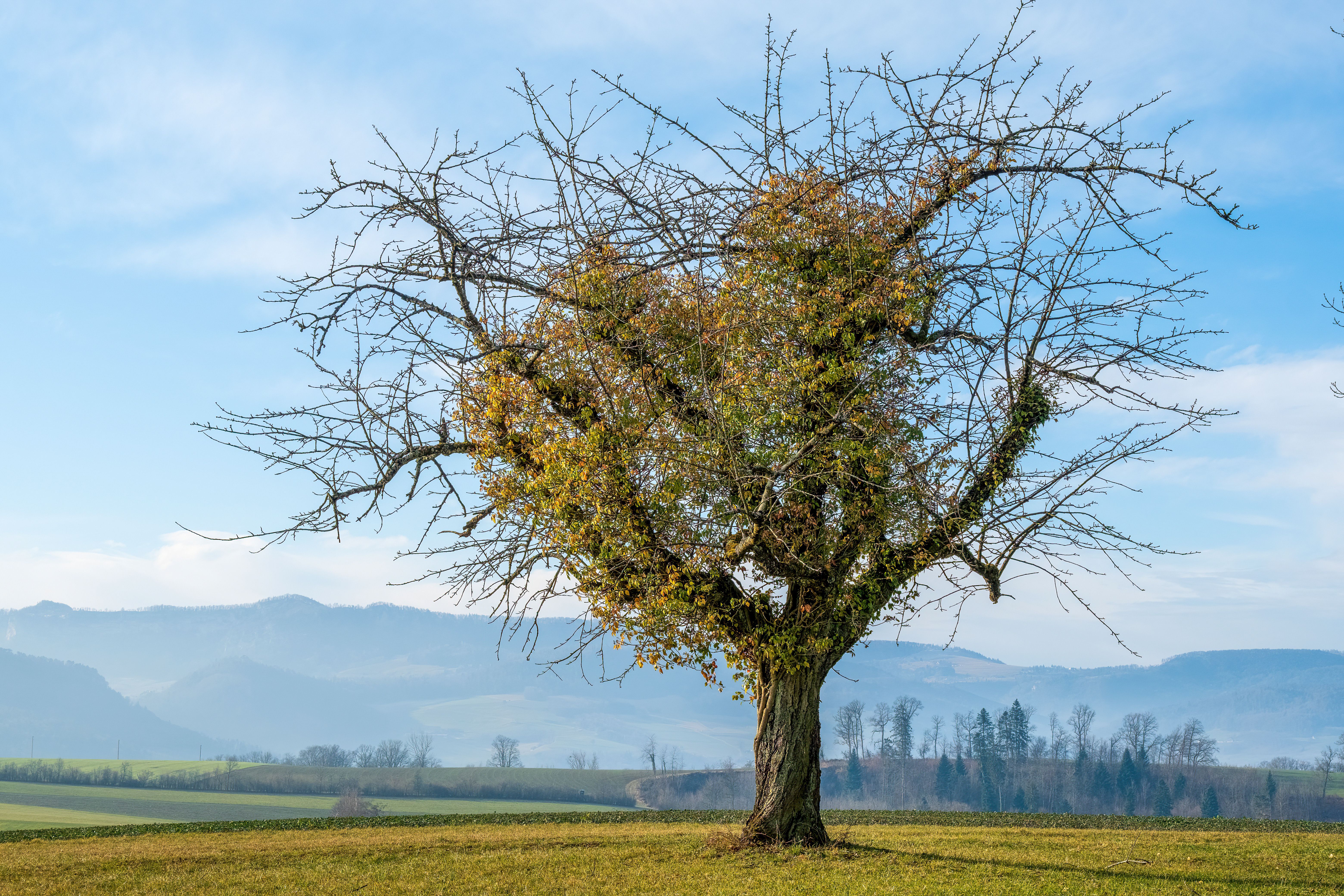 Lone Tree in Winter Landscape with