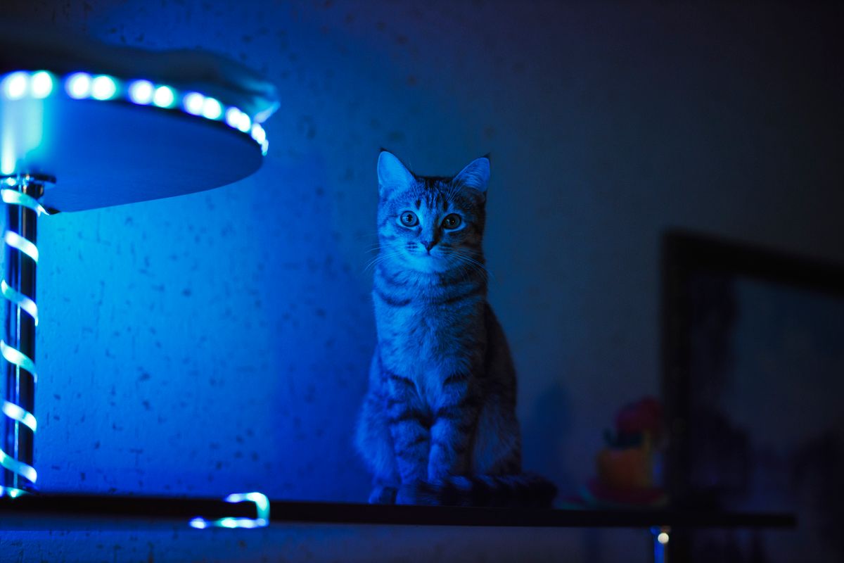 Cat climbing wall featuring shelves, platforms, and exercise routes