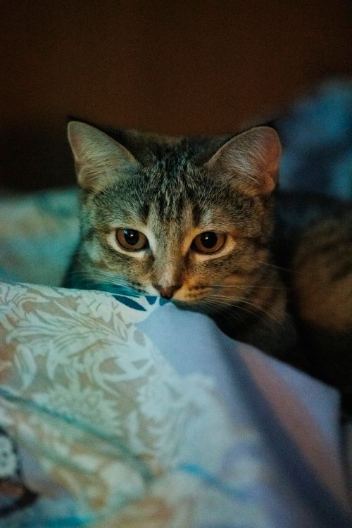 Free A cute tabby cat lying on a patterned blanket indoors, creating a warm and cozy atmosphere. Stock Photo