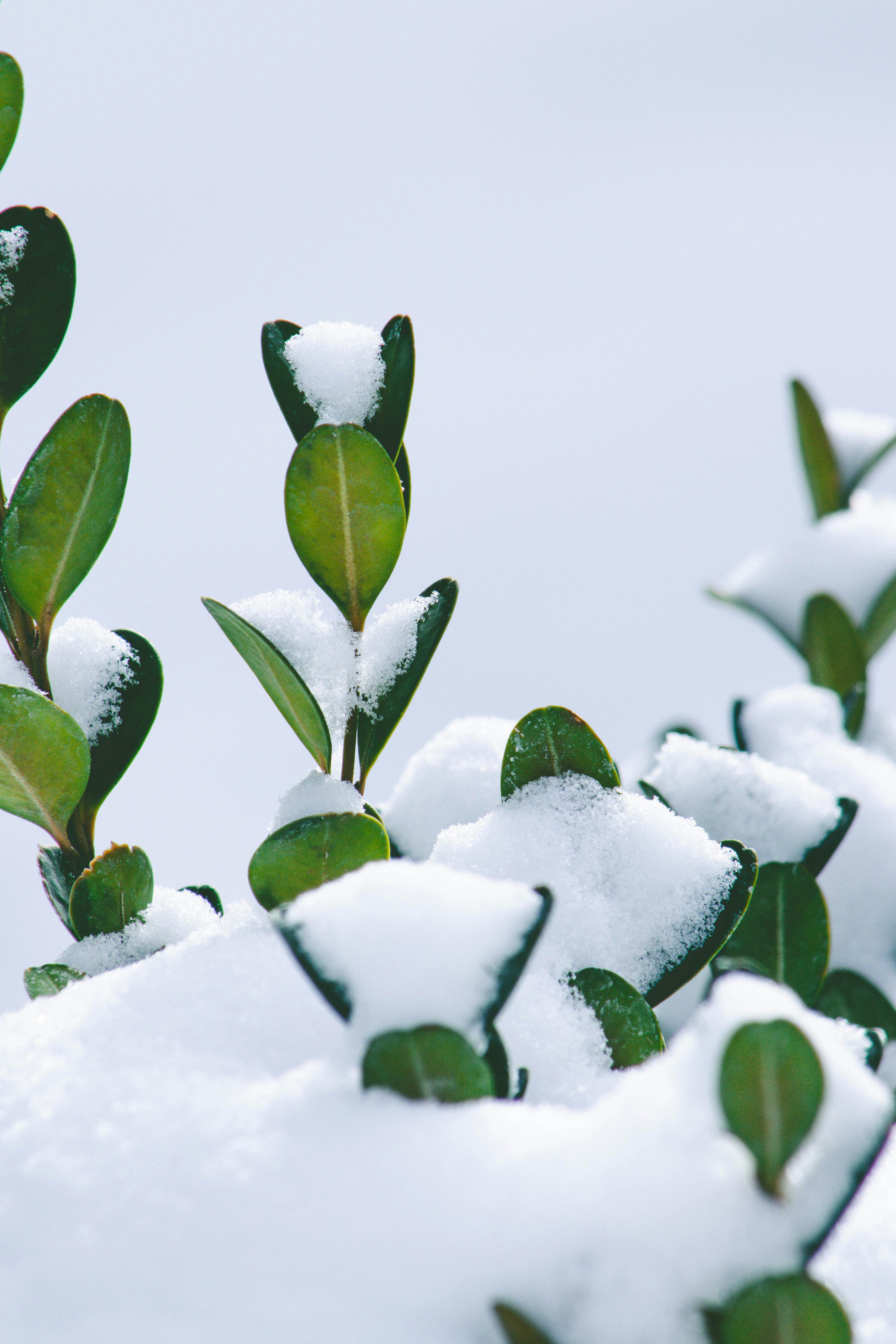 A close-up of evergreen leaves blanketed by freshly fallen snow during winter.