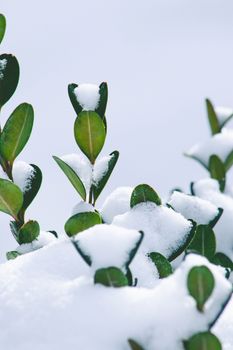 A close-up of evergreen leaves blanketed by freshly fallen snow during winter.
