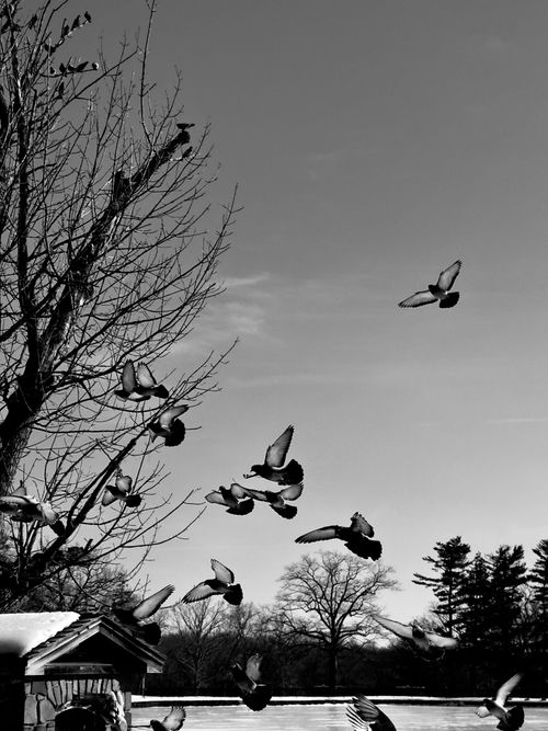 Free Flock of birds in flight against winter sky, capturing the essence of nature. Stock Photo