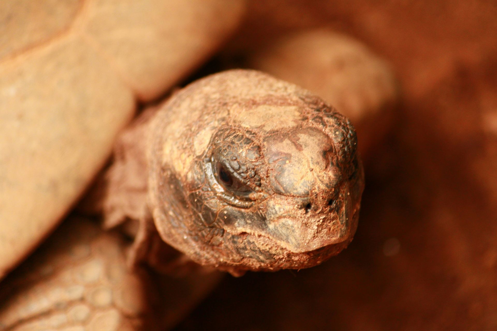 A detailed close-up of a tortoise covered in earthy dirt, showing texture.