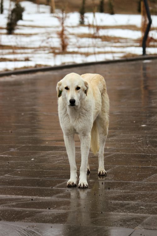 Free A solitary dog standing on wet pavement in a winter setting with bare trees. Stock Photo