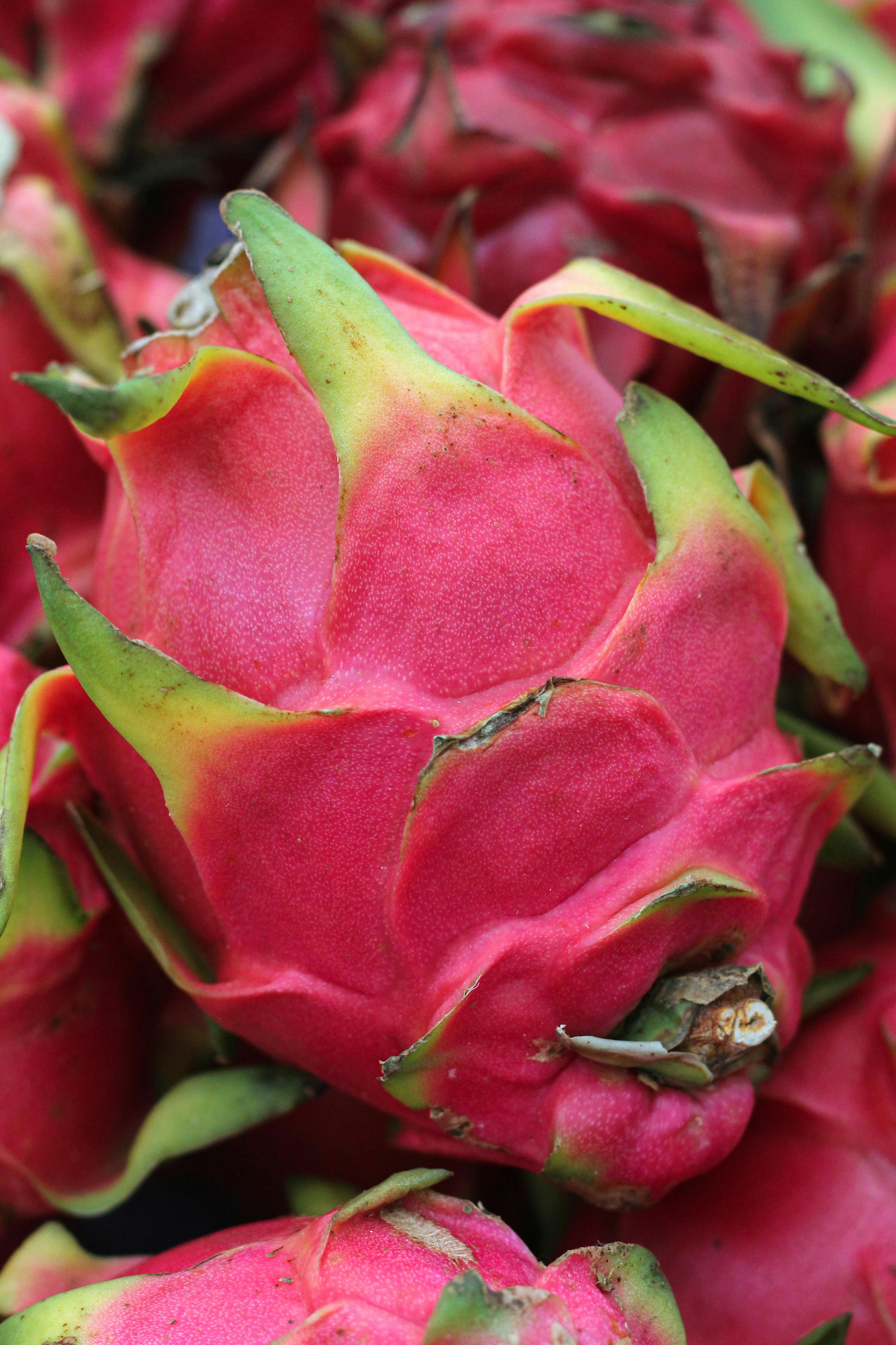 Close-up image of vibrant dragon fruits showcasing their unique texture and color.