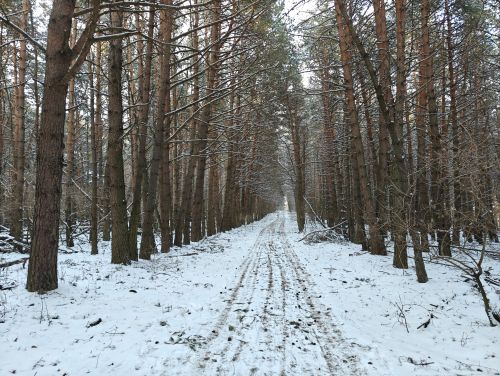 Free A tranquil snowy path through a dense forest of tall trees in winter. Stock Photo