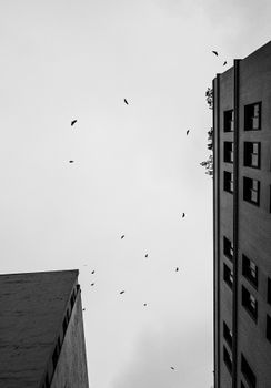 Monochrome photo of city buildings and flying birds in Lima, Peru.