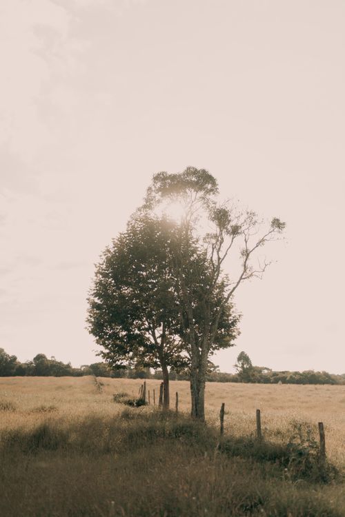 Free Scenic view of trees in a sunlit field, capturing tranquility and nature's beauty. Stock Photo