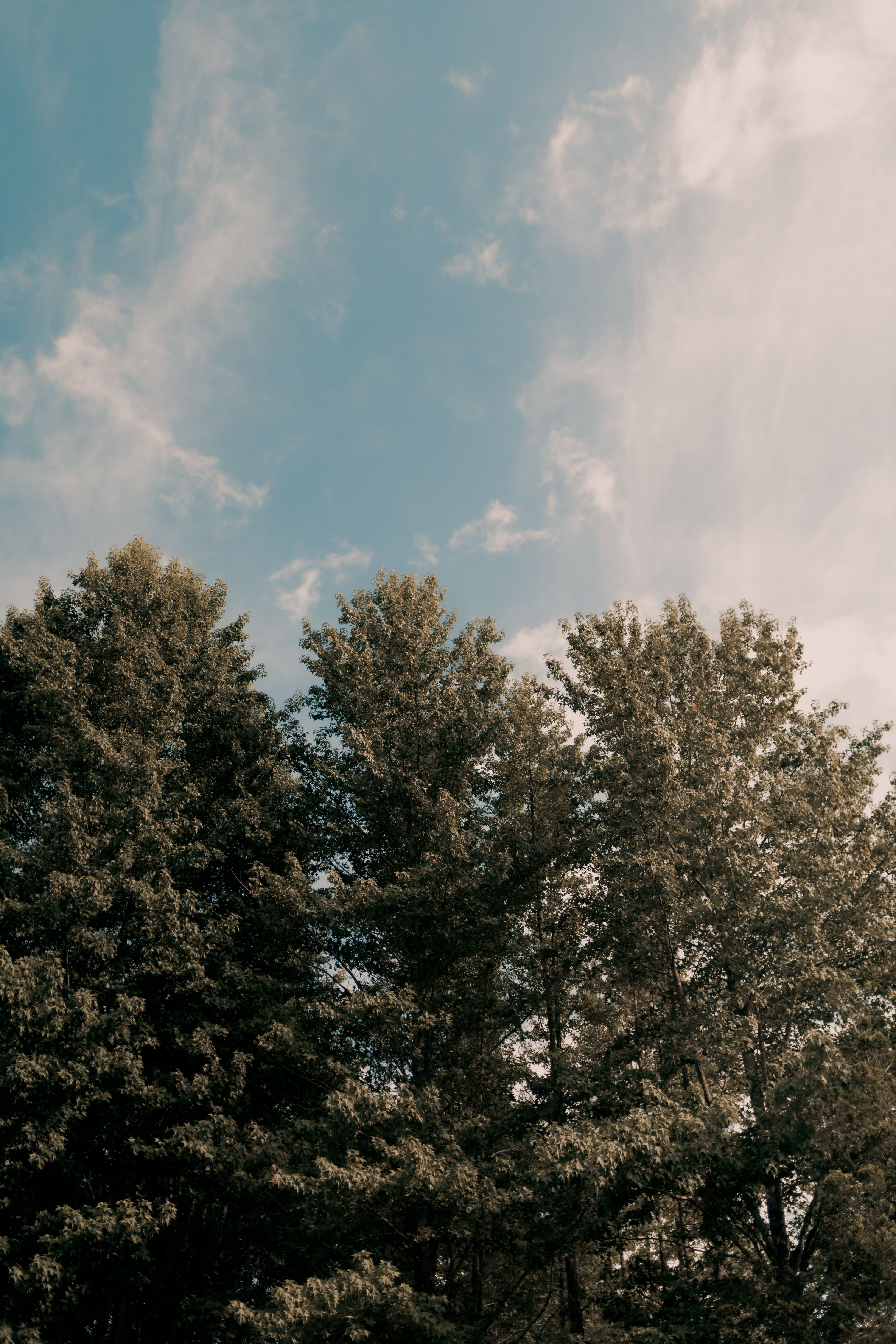 Lush Green Trees Under a Clear Blue Sky · Free Stock Photo