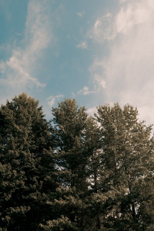 Free Tall green trees reaching towards a clear blue sky with light clouds in a serene, natural setting. Stock Photo