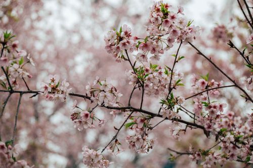 Free Delicate cherry blossoms blooming on branches against a soft blurred background. Stock Photo