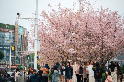 Free People enjoying cherry blossoms in a bustling city in spring. Stock Photo
