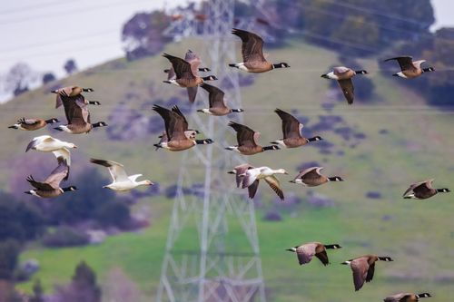 Free A majestic flock of Canada Geese flying over lush green hills on a cloudy day. Stock Photo