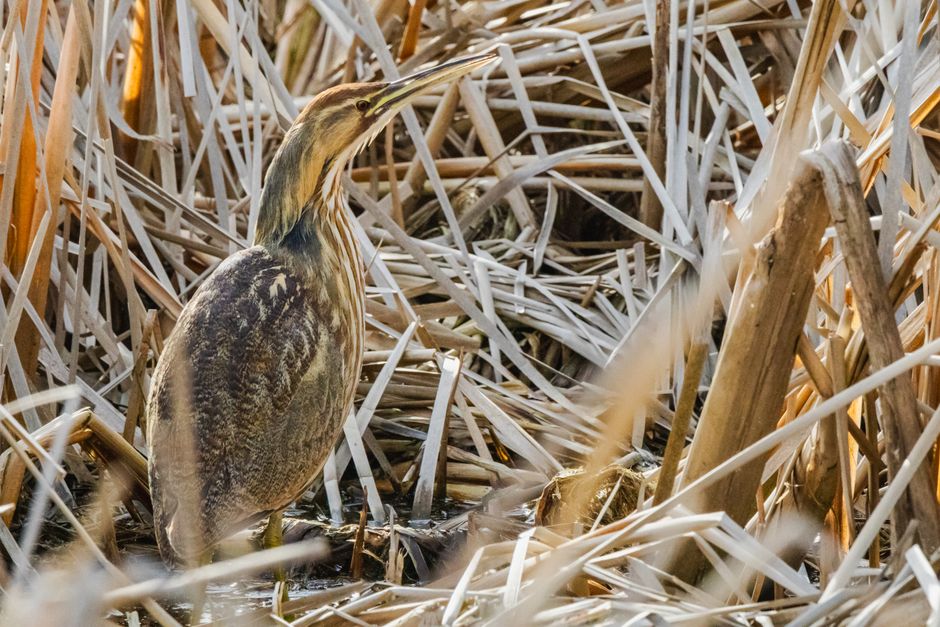 American bittern bird camouflaged in a marsh, blending with reeds.
