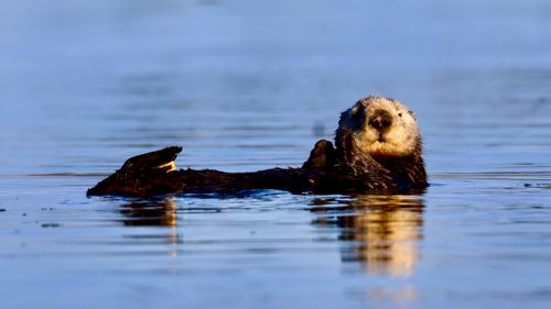 Free A Southern sea otter (Enhydra lutris) floating calmly in the ocean off the coast of California. Stock Photo