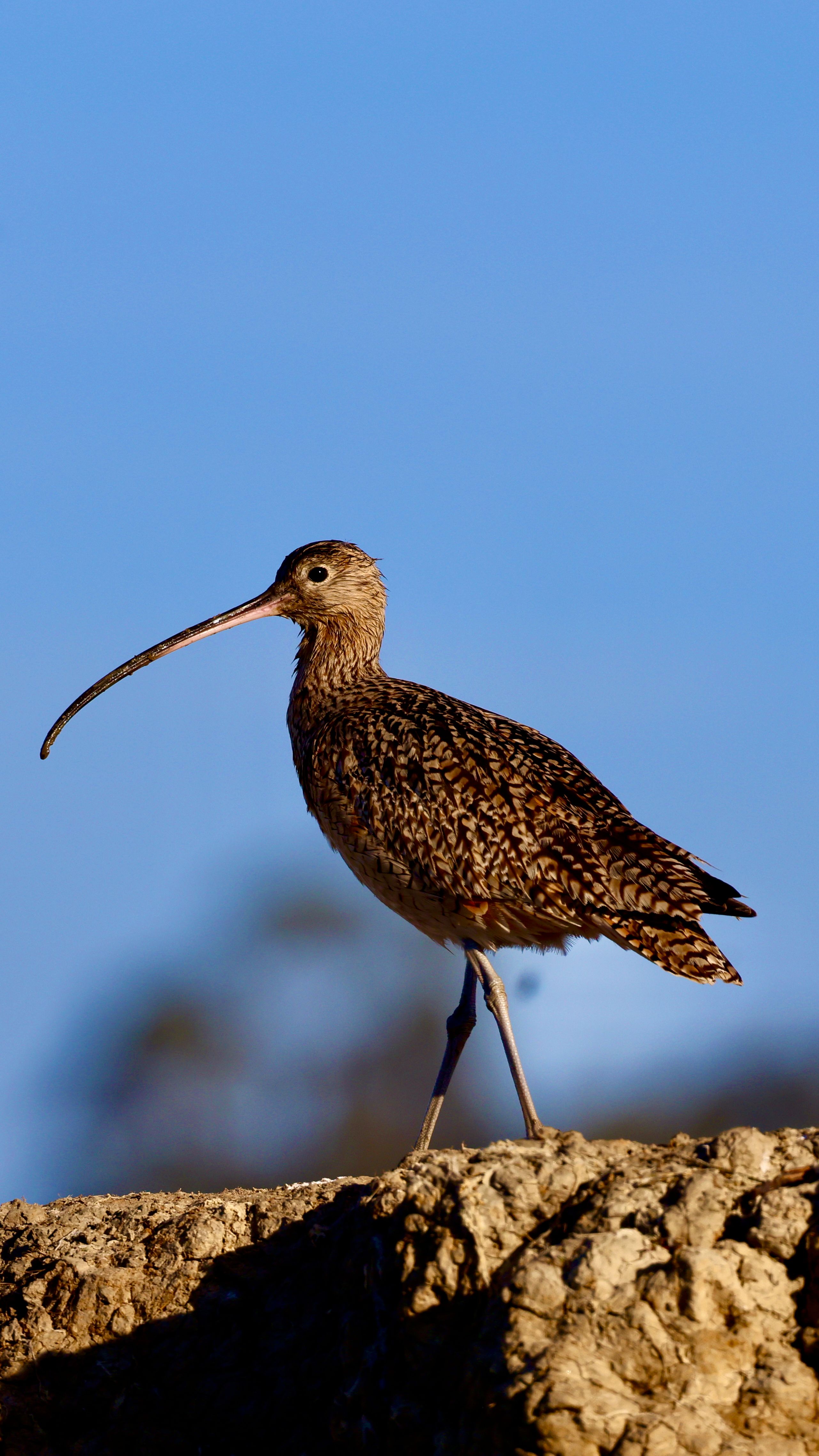 Long-billed Curlew standing on rock in California, showcasing its elegant posture.
