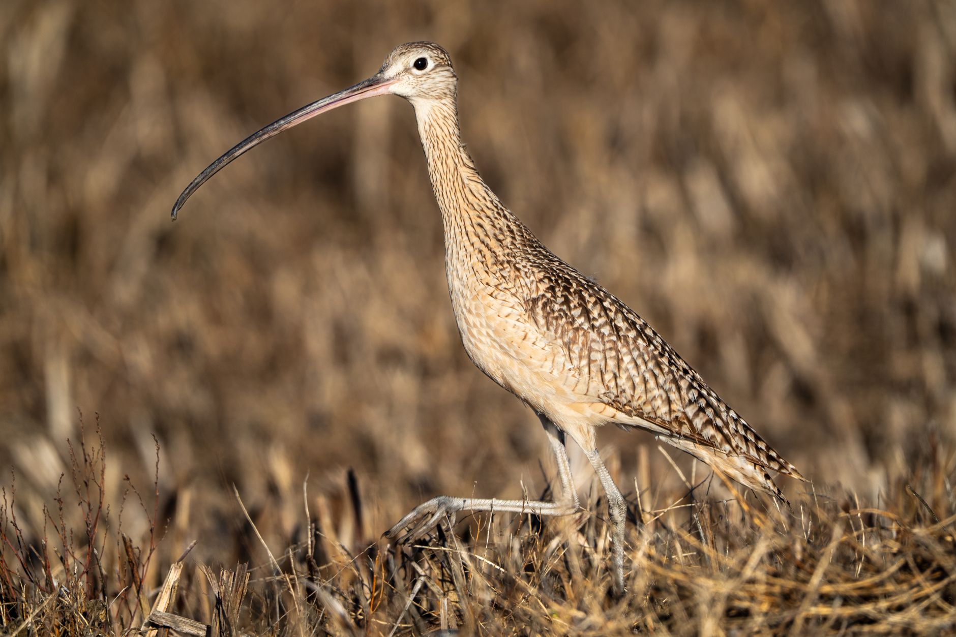 Curlew's bubbling cry on the moor