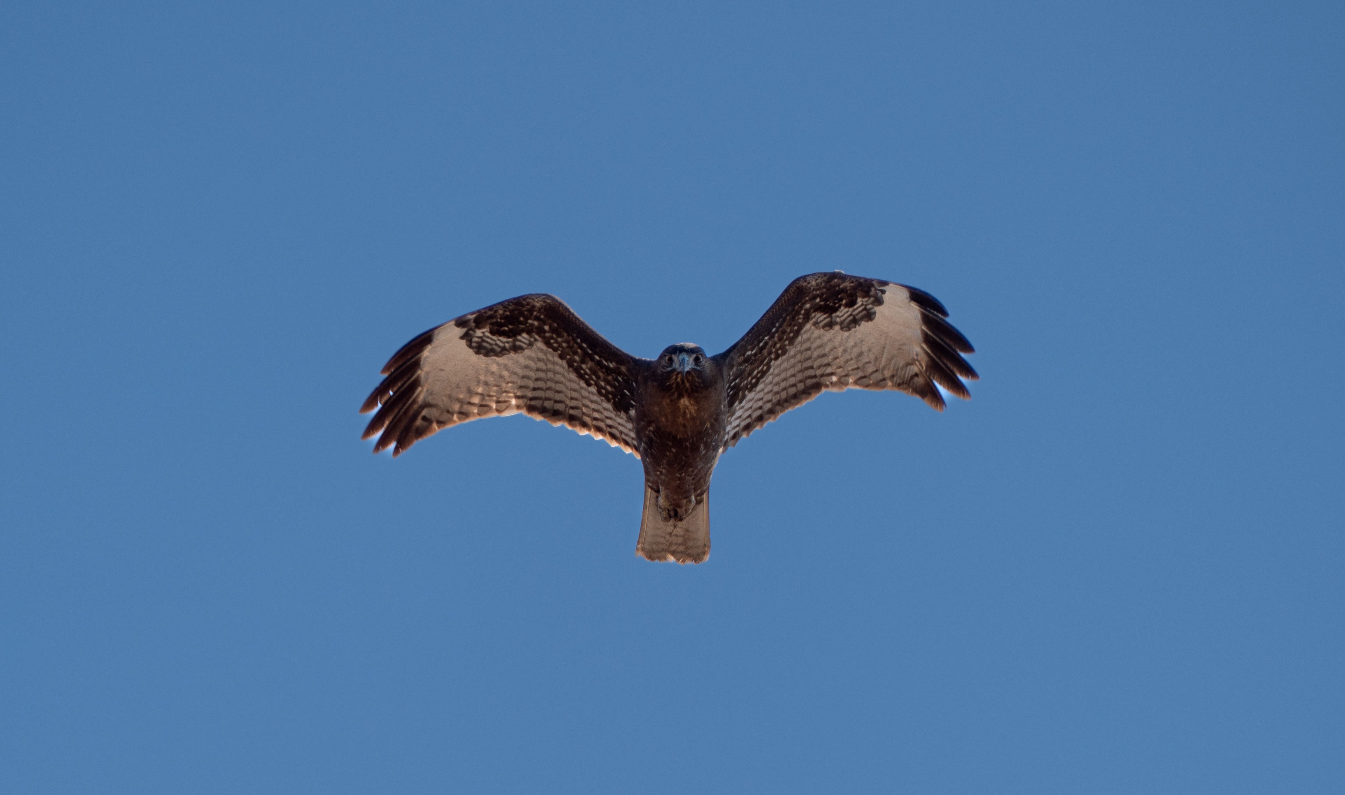 Majestic Hawk Soaring in Clear Blue Sky · Free Stock Photo