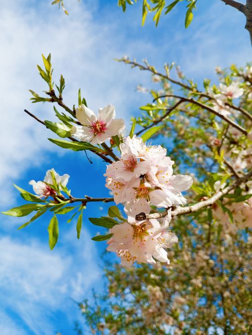 Free Vibrant cherry blossoms in full bloom with a clear blue sky background. Stock Photo