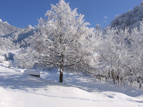 Free Beautiful snowy landscape with frost-covered trees in a serene winter setting. Stock Photo