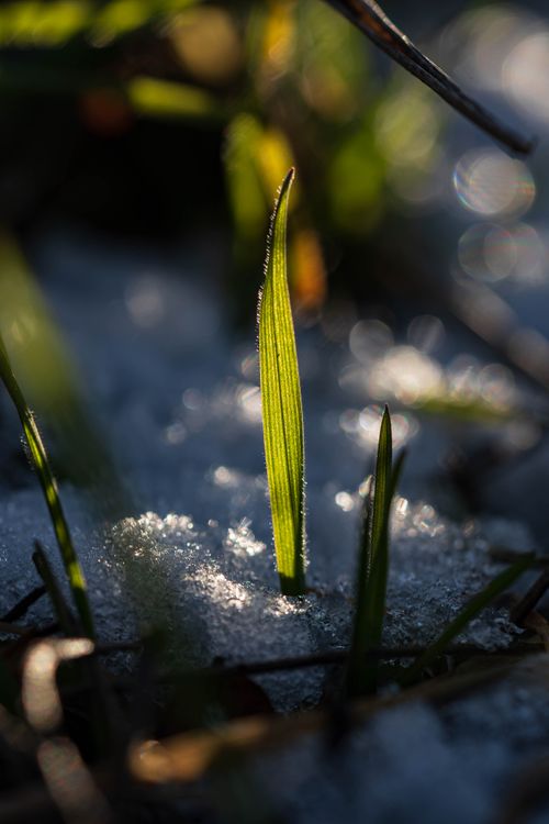 Winter To Spring Photos, Download The BEST Free Winter To Spring Stock ...