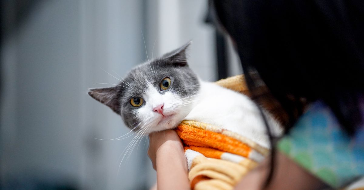 In-Home Pet Euthanasia Cost for Cats In-home pet euthanasia cost for cats: a gray and white cat wrapped in a soft blanket in its owner's arms