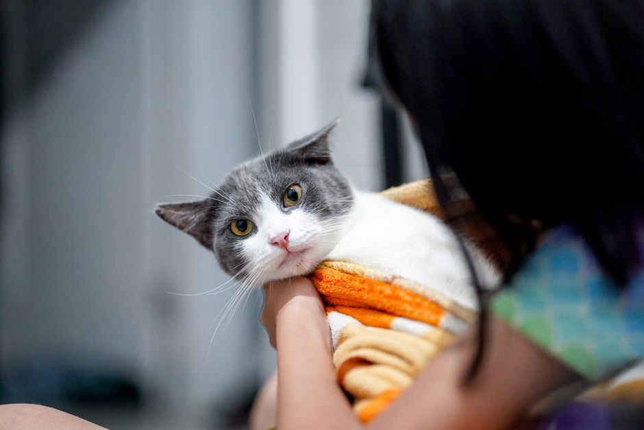 Grey and white cat wrapped snugly in a blanket, held against a person's shoulder, head free