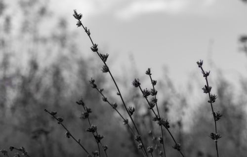 Free Artistic black and white shot of dry grass in a tranquil landscape. Stock Photo