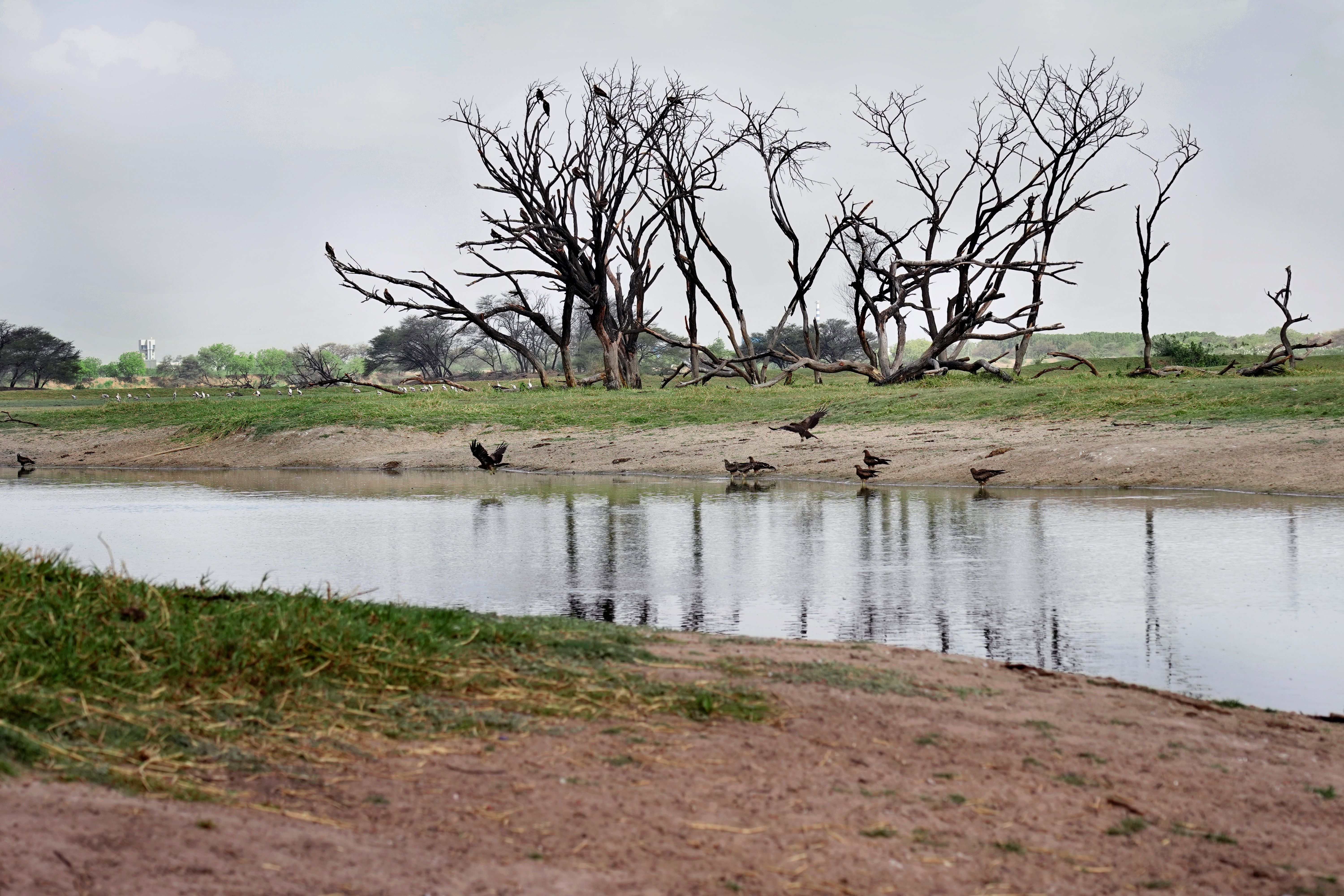 Scenic view of a tranquil lake with dry trees and birds in Gujarat, India.