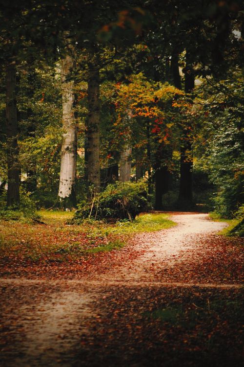 Free Explore a tranquil autumn pathway surrounded by vibrant fall foliage in Deventer. Stock Photo