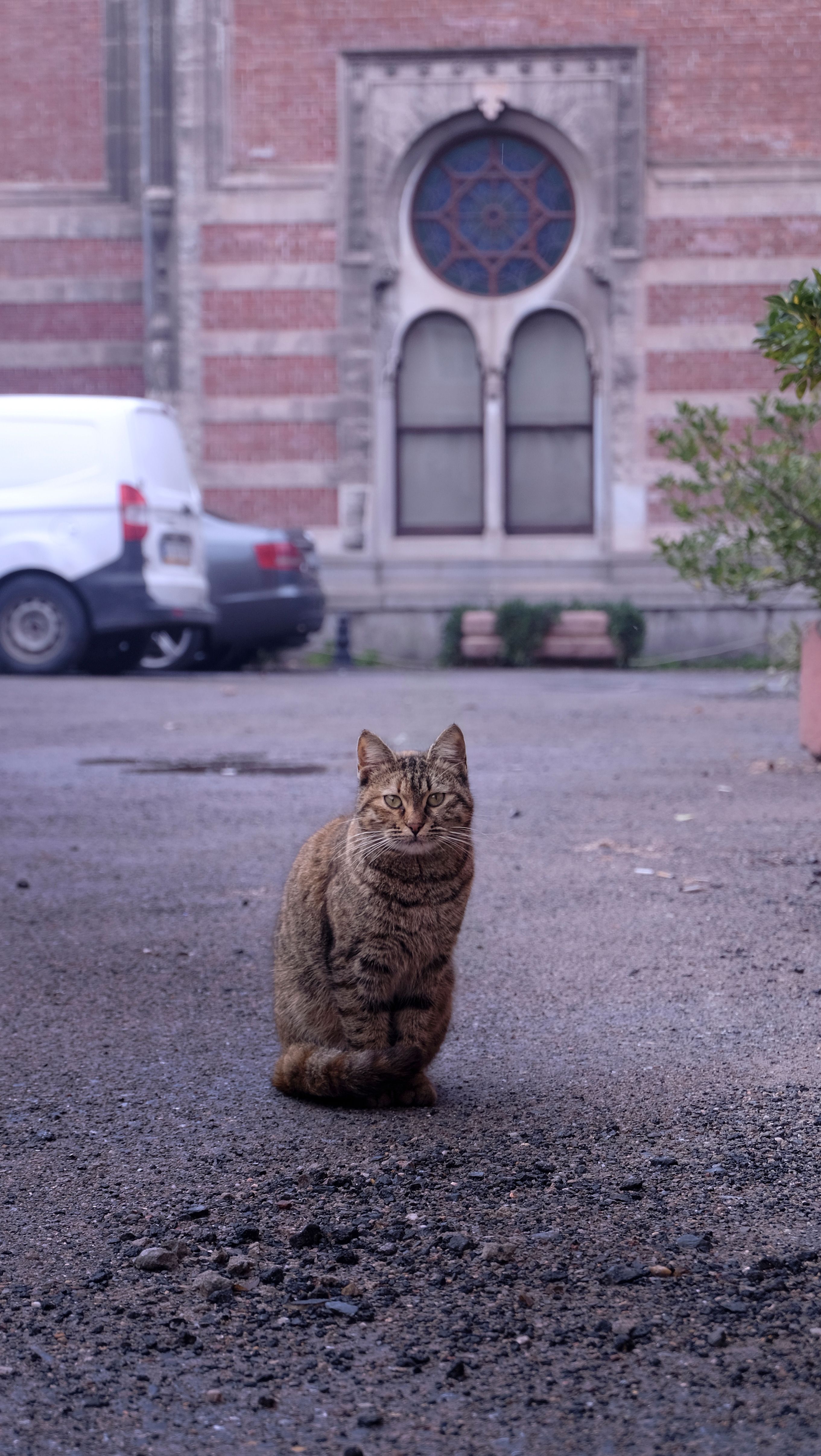 A stray cat sits in an alleyway against a historical building in Istanbul, Turkey.