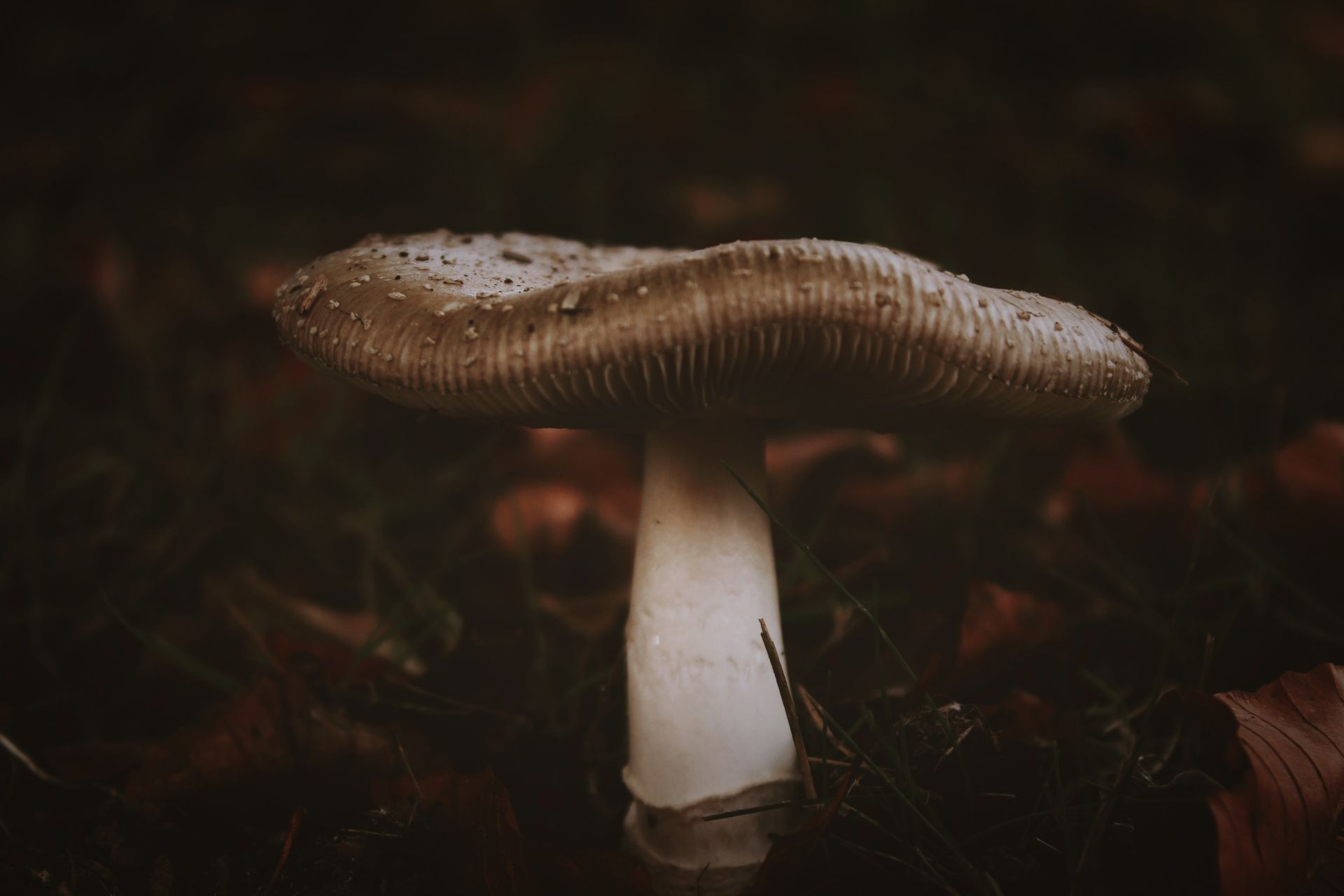 White Mushroom