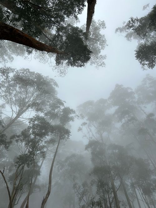 Free Tall eucalyptus trees shrouded in mist create a serene and mysterious forest atmosphere. Stock Photo