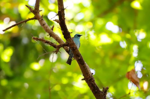 Free A blue bird rests on a branch in a lush, green forest. Stock Photo