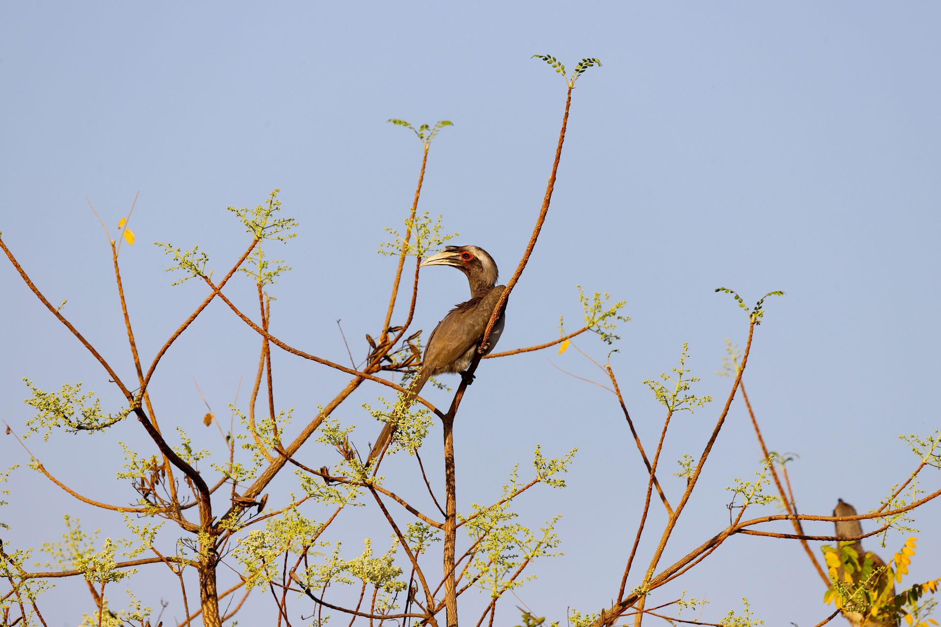 A hornbill bird calmly perched on a branch with clear blue skies, symbolizing tranquility.