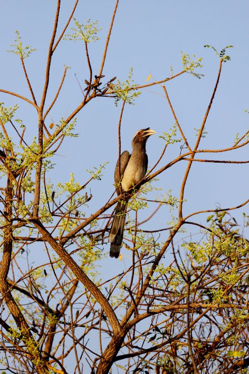 Free A Grey Hornbill sits on a branch surrounded by sparse foliage during sunrise. Stock Photo