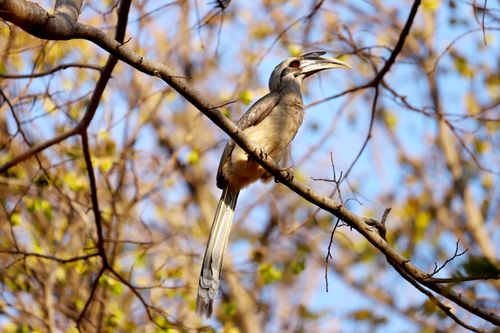 Free A majestic African Grey Hornbill perched on a branch against a clear blue sky. Stock Photo