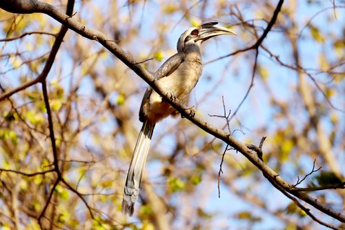 Free Grey hornbill gracefully perched on a tree branch during daylight in the wild. Stock Photo