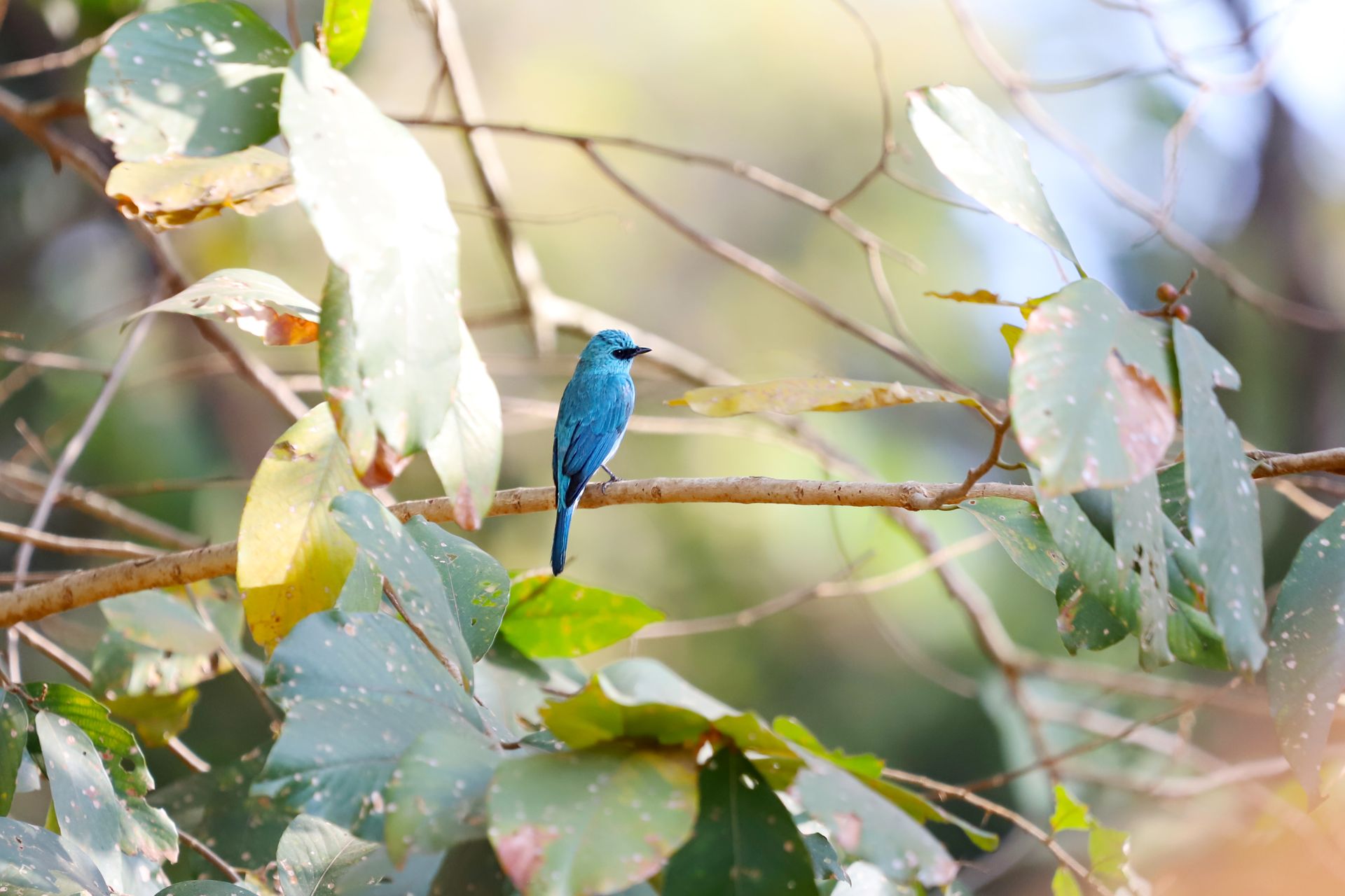A vibrant blue bird perched on a branch amidst lush green leaves in a sunny forest setting.