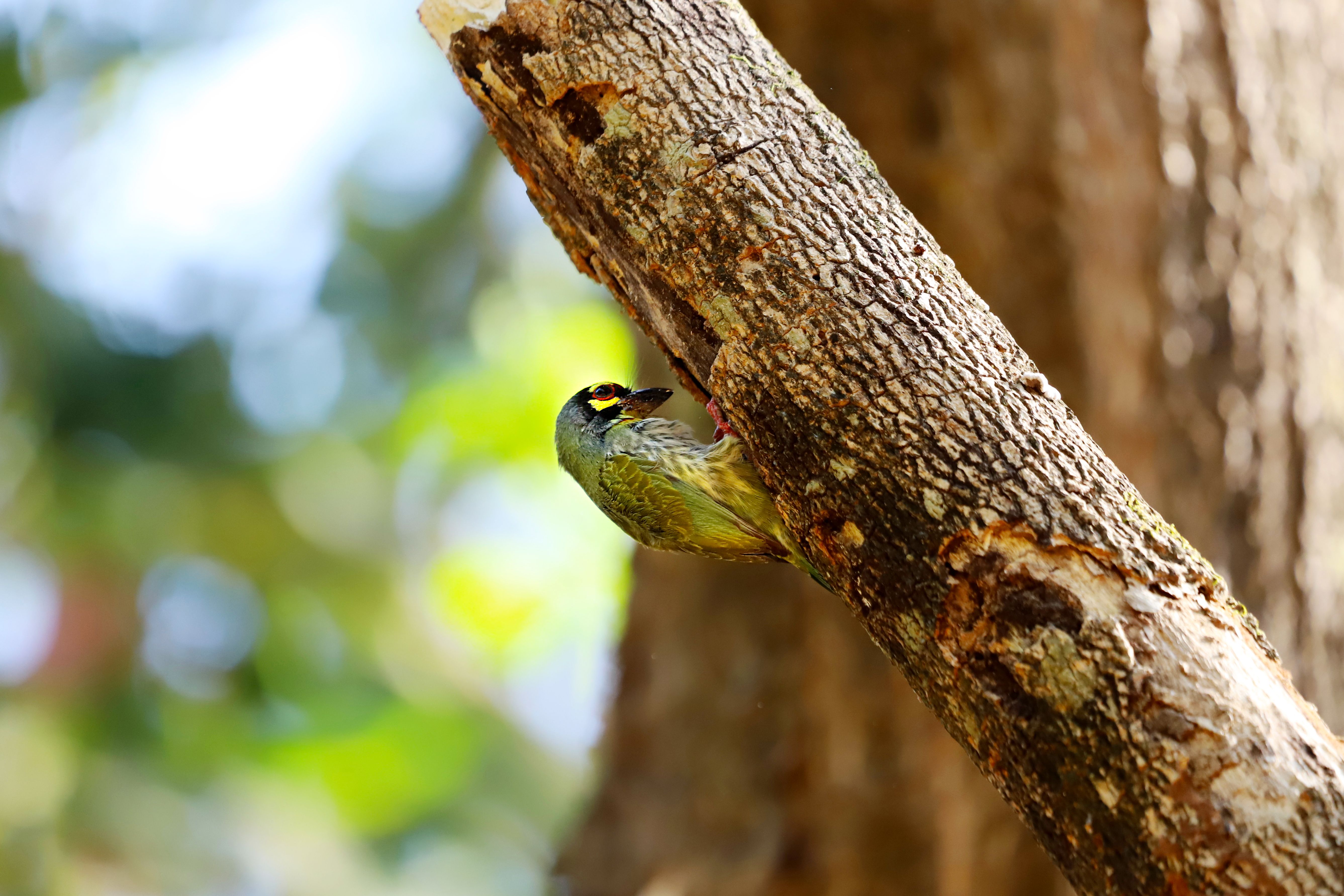 Barbet Kavit Photos, Download The BEST Free Barbet Kavit Stock Photos ...