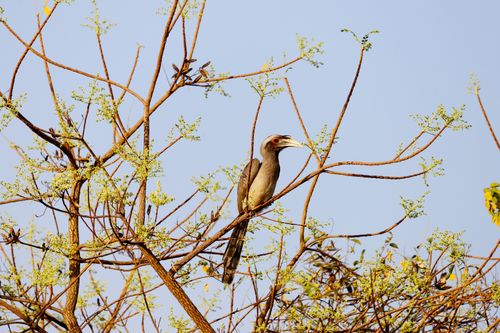 Free Indian Grey Hornbill bird perched on a branch amidst budding spring foliage against a clear sky. Stock Photo