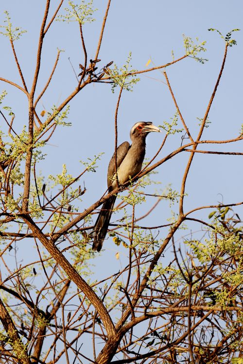 Free A Southern Yellow-billed Hornbill perched on a branch in a sparse tree against a blue sky. Stock Photo