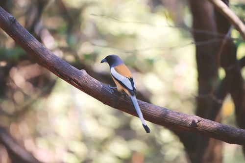 Free A Rufous Treepie sits on a tree branch in a tranquil forest setting. Stock Photo