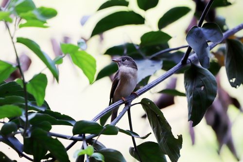 Free A small bird perches serenely on a leafy branch, surrounded by vibrant green foliage. Stock Photo