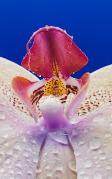 Stunning close-up of an orchid with dew drops, showcasing vibrant colors against a deep blue sky.