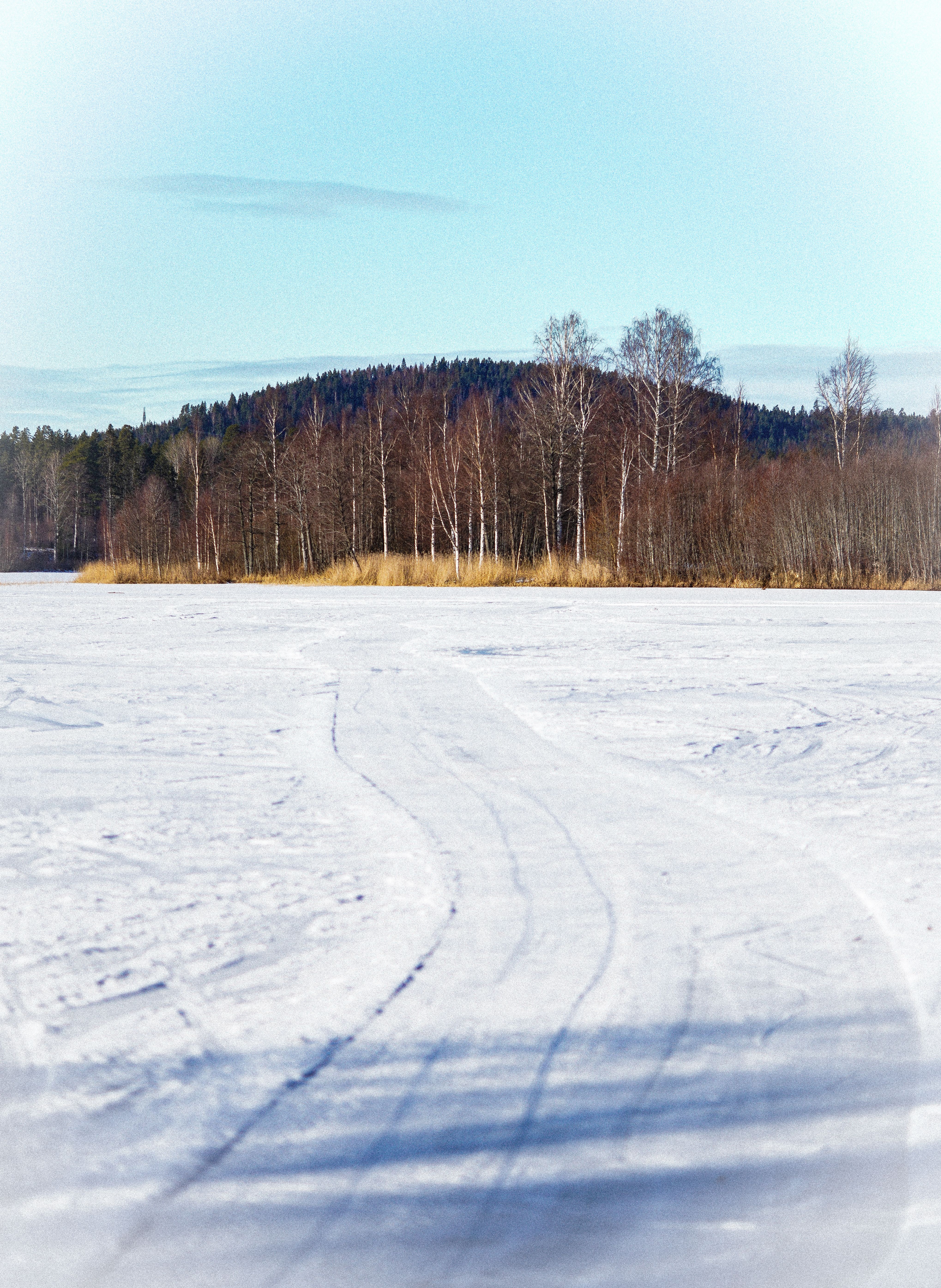 Snow-covered birch trees in a silent Swedish winter landscape