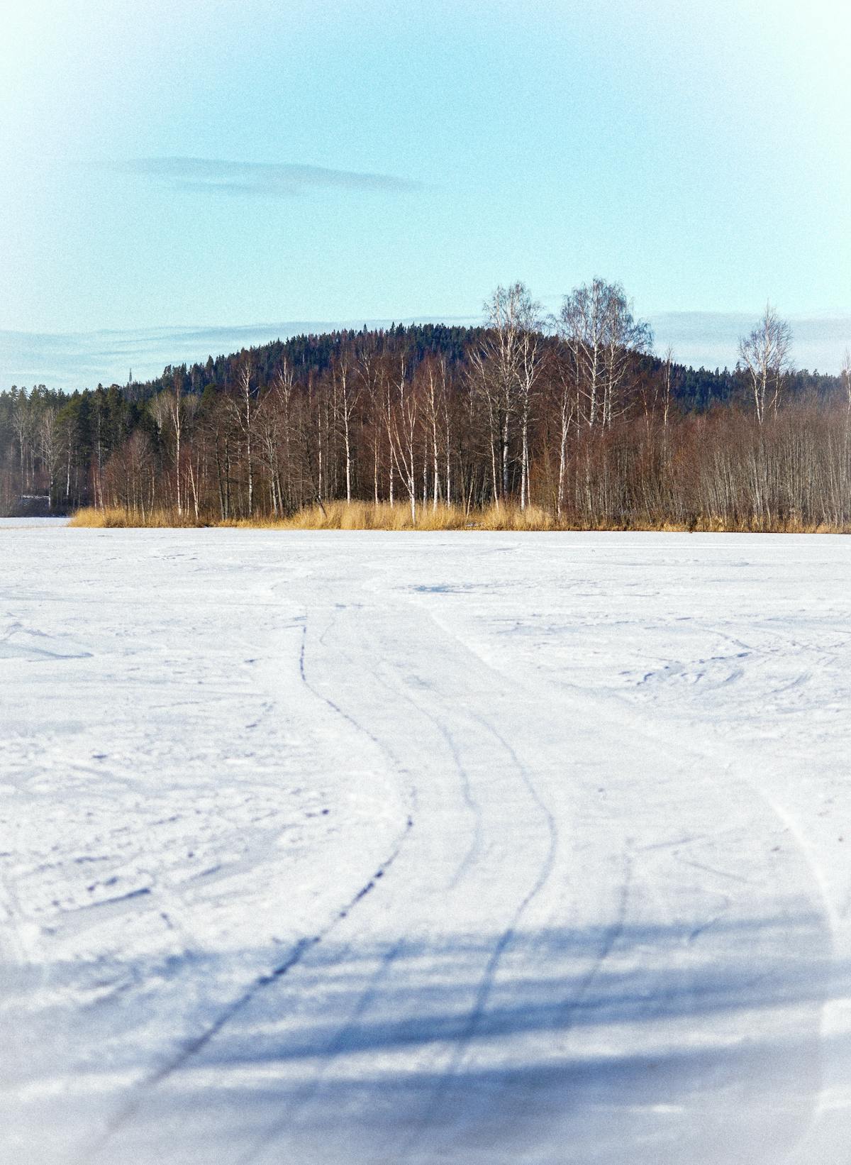 Winter landscape in Varmland, Sweden — birch trees and snow-covered fields typical of the Swedish north
